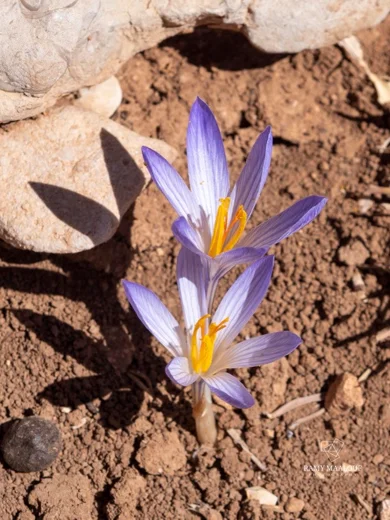 Crocus damascenus