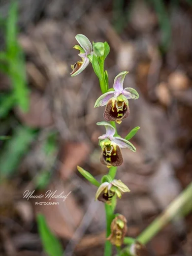 Ophrys fuciflora subsp. libanotica