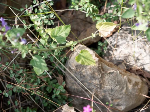 Scutellaria brevibracteata