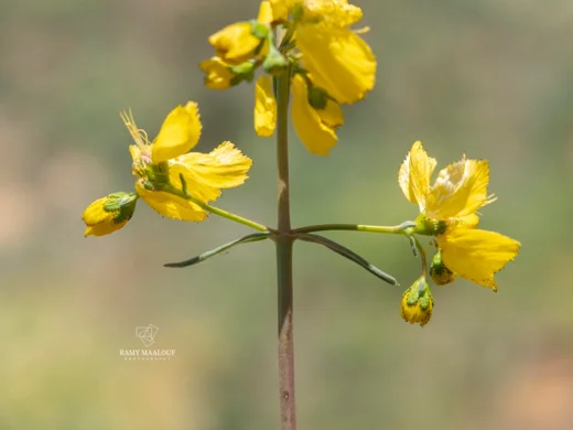 عرن ضعيف الكأسيات