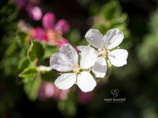 Erodium trichomanifolium var. alb