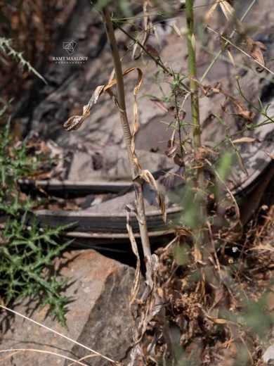 تومة العرب