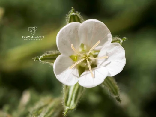Erodium trichomanifolium var. alb