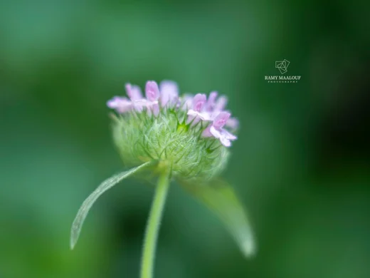 Clinopodium vulgare subsp. orientale