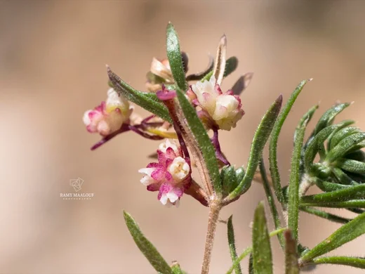 حامول بالنسي
