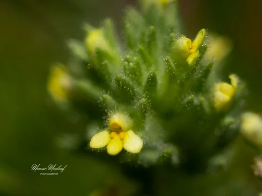 Parentucellia flaviflora