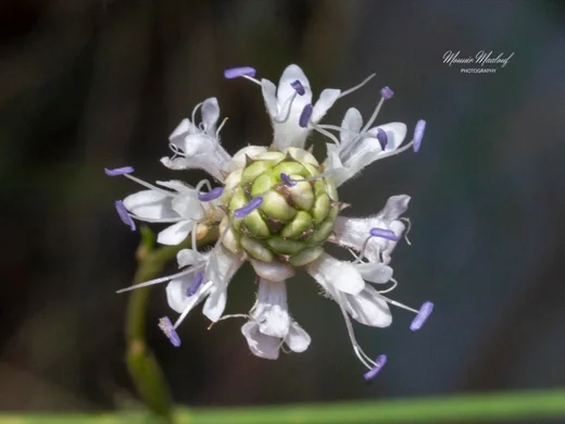 Cephalaria joppensis