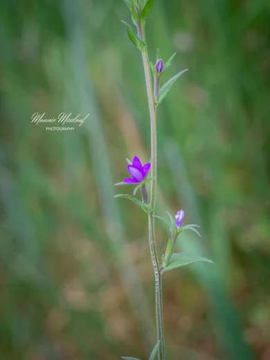 Legousia falcata