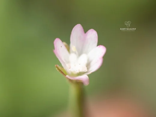 Epilobium lanceolatum