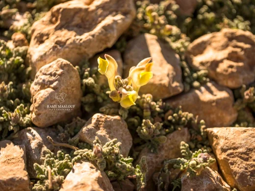 Scutellaria orientalis subsp. alpina
