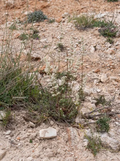 Galium libanoticum