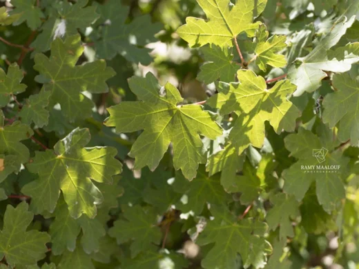 Acer hyrcanum subsp. tauricola