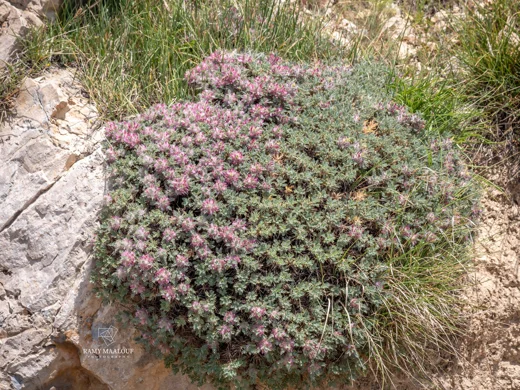 Astragalus cruentiflorus