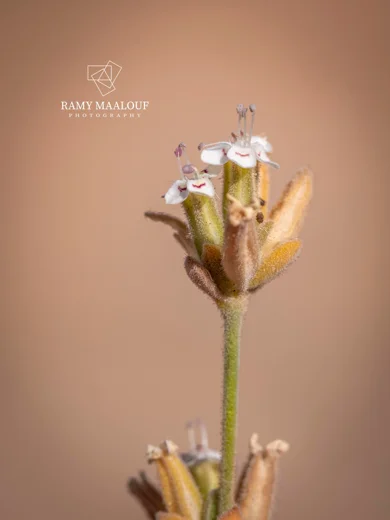 Bolanthus filicaulis