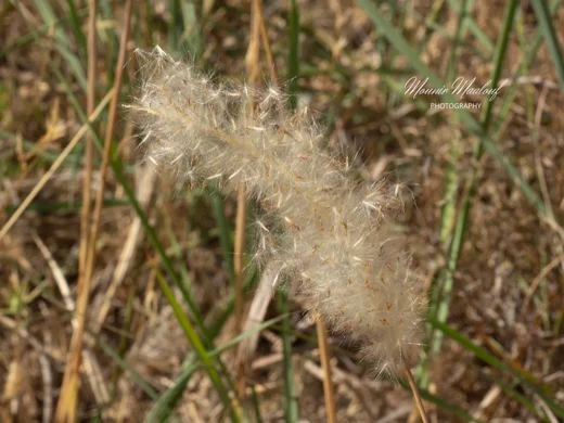 Imperata cylindrica