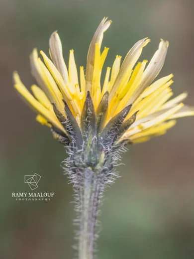 Leontodon tuberosus