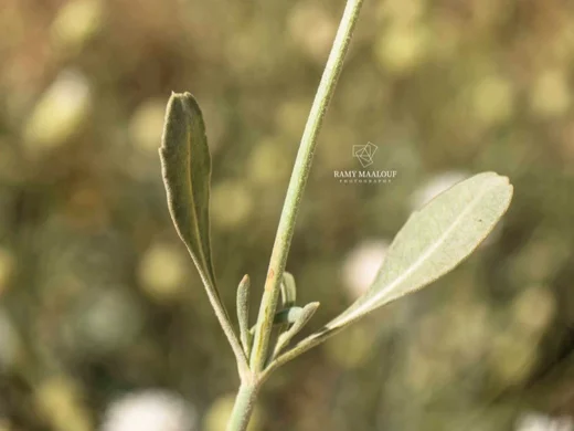 طردان نجمي الشعر