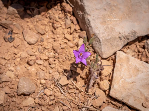 Delphinium coelesyriacum