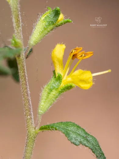 Odontites hispidulus