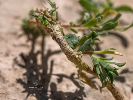 Linum toxicum