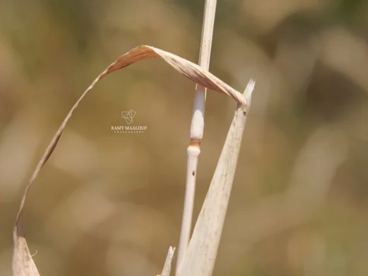 Polypogon monspeliensis