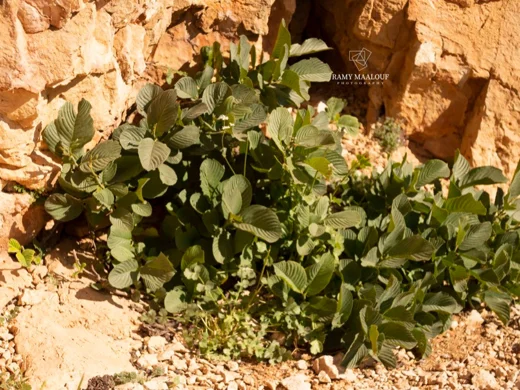 نبق لبناني
