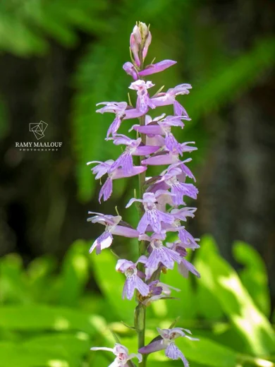 Dactylorhiza phoenissa