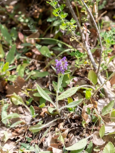 Prunella orientalis