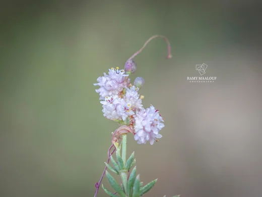 Cuscuta planiflora