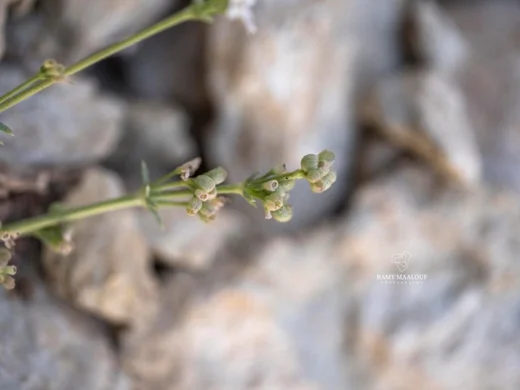 Galium incanum