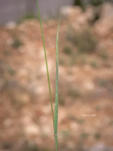 إصبعية عنقودية