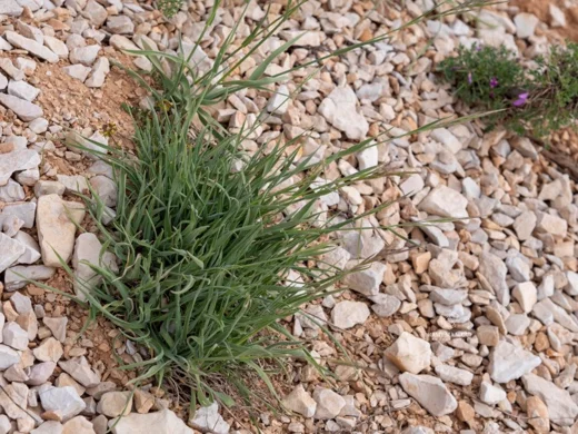 Bromus tomentellus