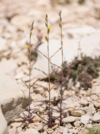Odontites aucheri