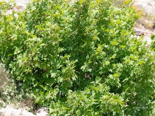 Acer hyrcanum subsp. tauricola