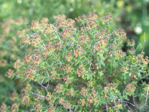 Euphorbia hierosolymitana var. hierosolymitana