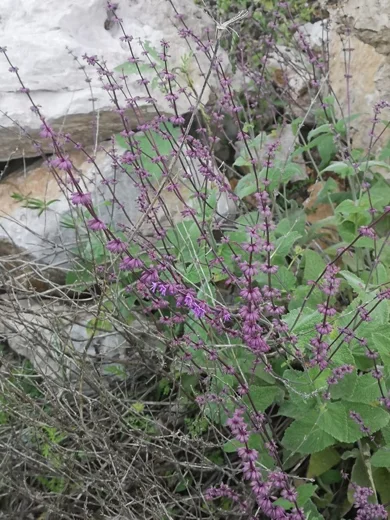 لسينة (الجنوب)