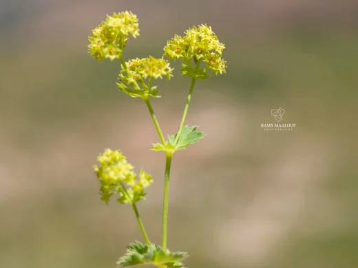 Alchemilla diademata