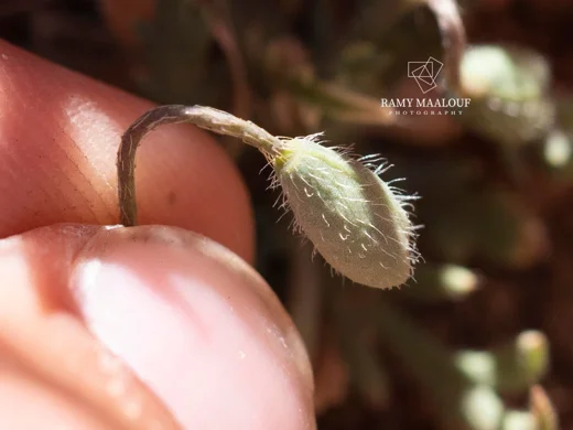 Papaver postii