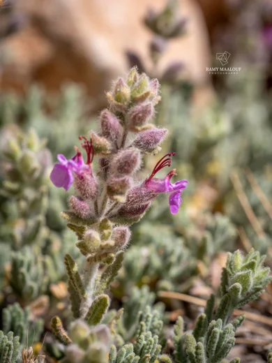 Teucrium socinianum