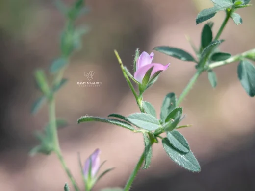 Ononis spinosa subsp. leiosperma