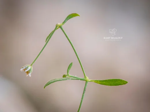Arenaria deflexa