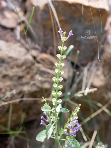 Scutellaria brevibracteata