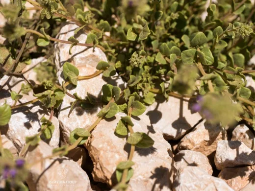 Cyclotrichium origanifolium