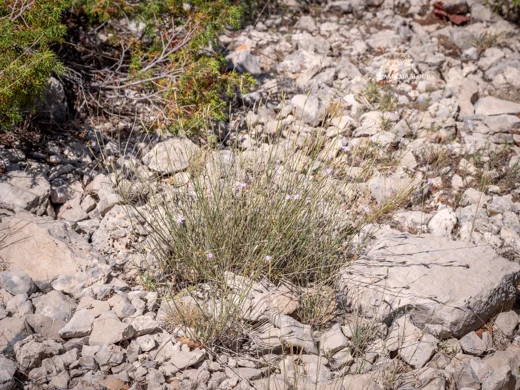 Dianthus marinae