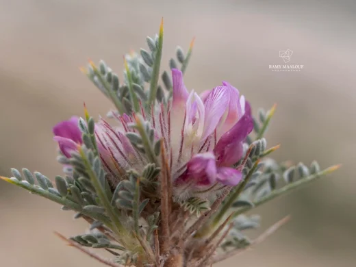 Astragalus cruentiflorus