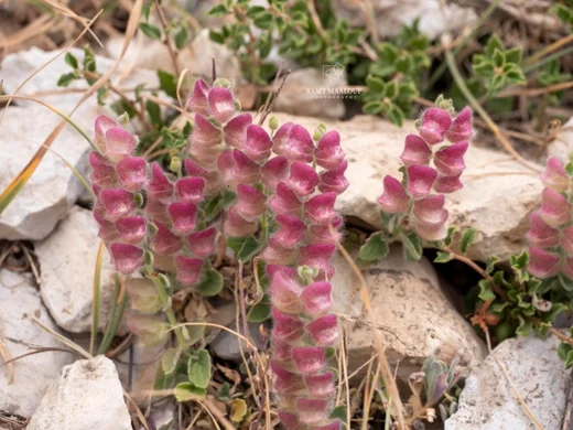 Scutellaria utriculata