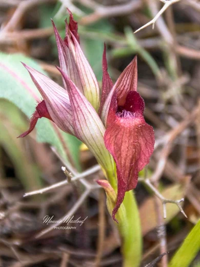 Serapias orientalis subsp. levantina