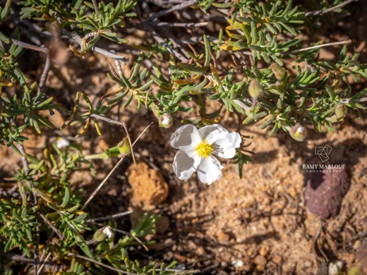 Cistus umbellatus subsp. libani
