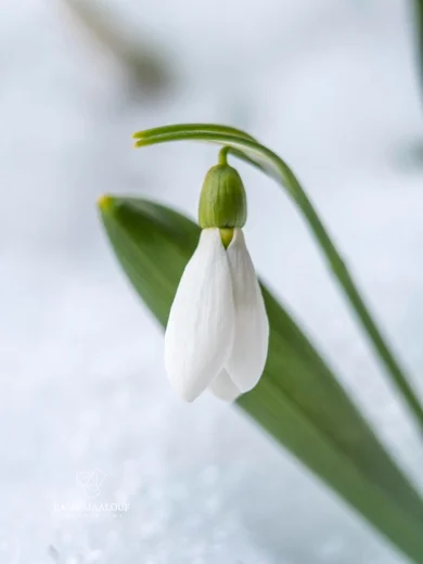 Galanthus fosteri