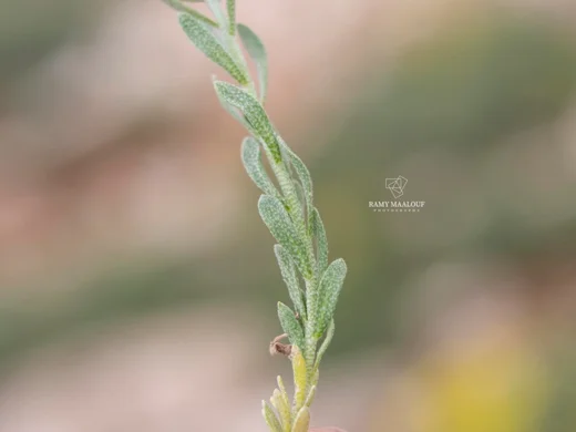 أليس بومغارتنري